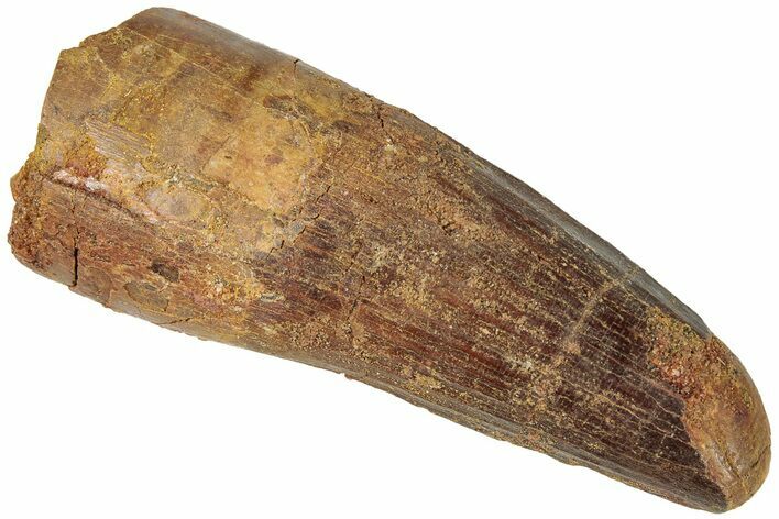 Fossil Spinosaurus Tooth - Feeding Worn Tip #311766